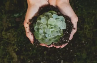 The Best Practices for Sustainable Gardening