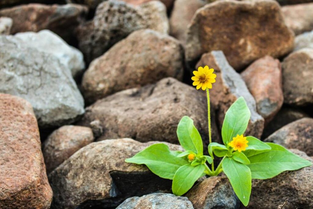 What Are the Best Plants to Eat in a Survival Situation?