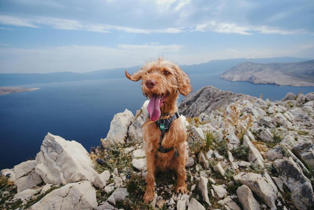 Best Outdoor Pet Harnesses for Hiking and Exploration